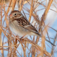 Field Sparrow